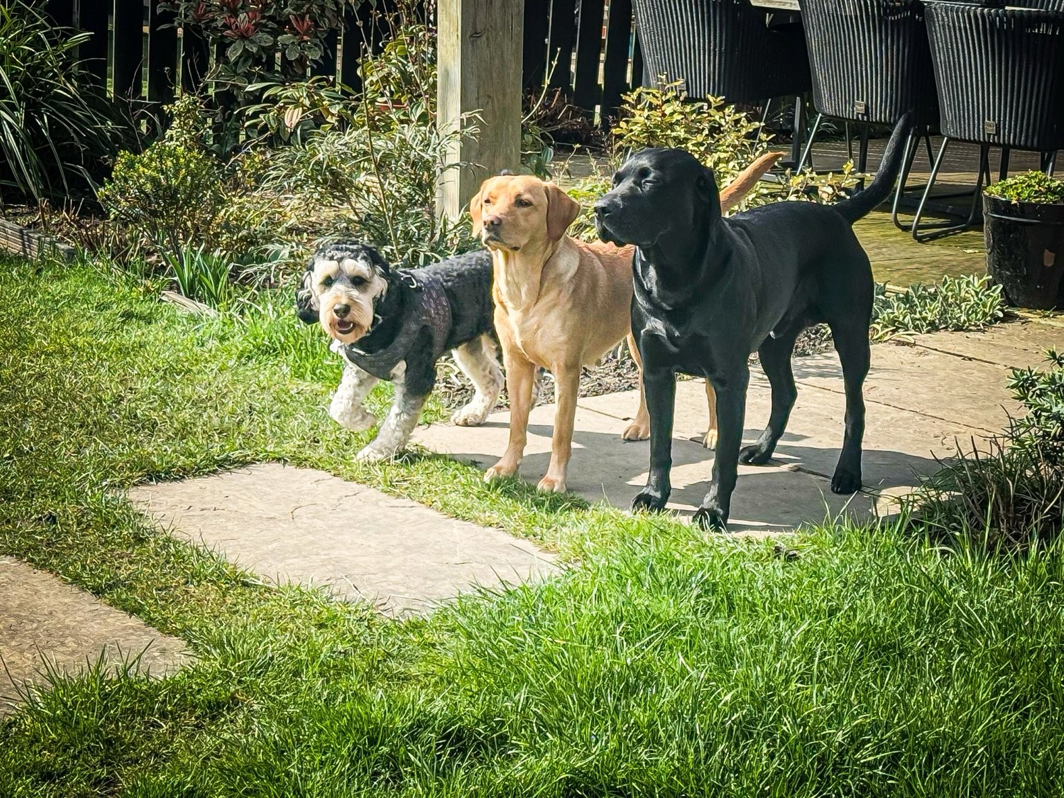 Dogs enjoying the garden at Pawsome Home Boarding